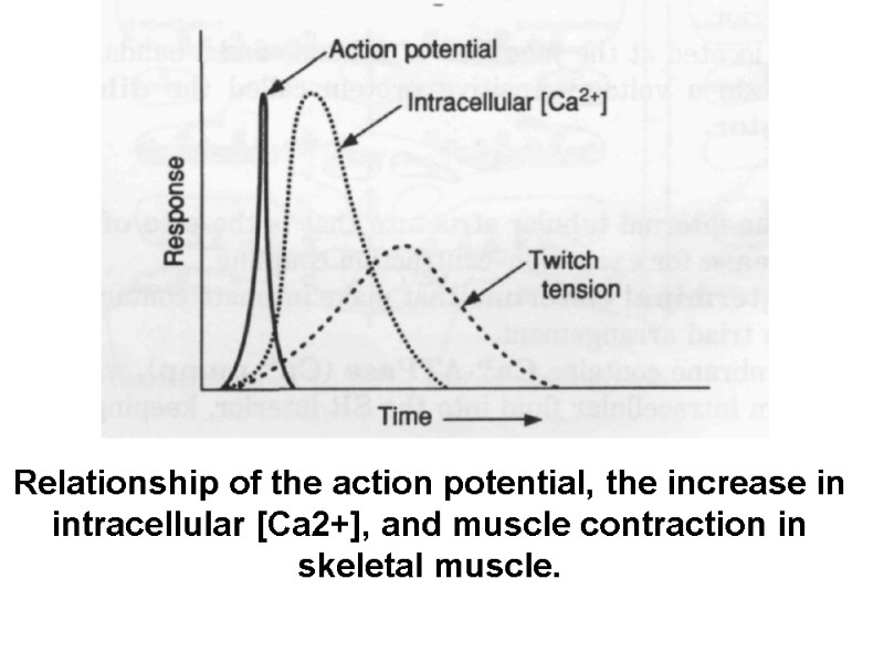 Relationship of the action potential, the increase in intracellular [Ca2+], and muscle contraction in